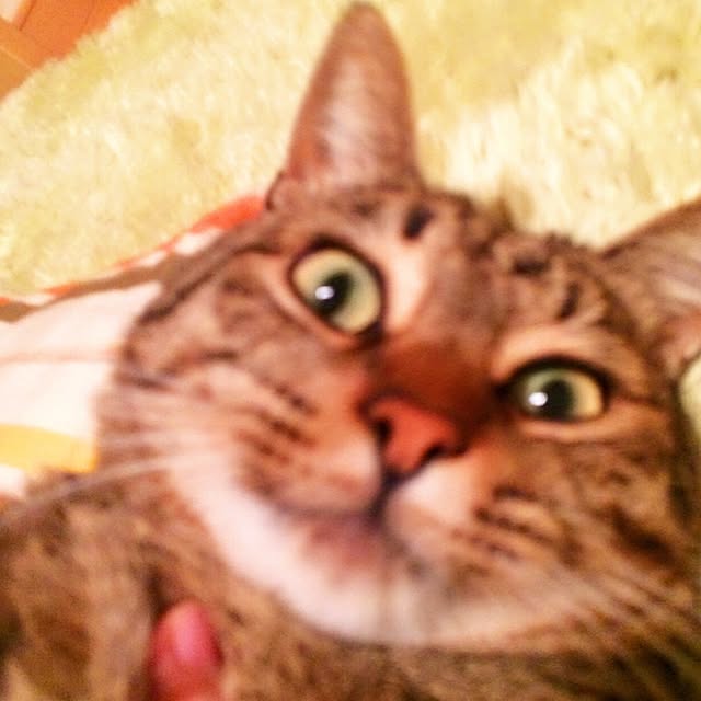 panchanさんの実例写真