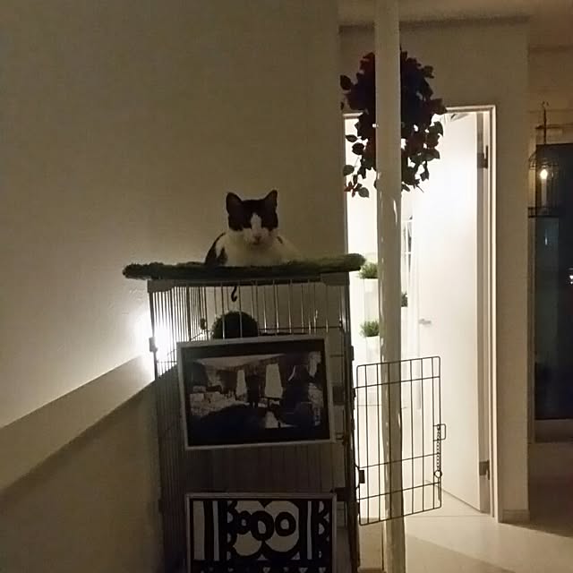 runayucoさんの実例写真