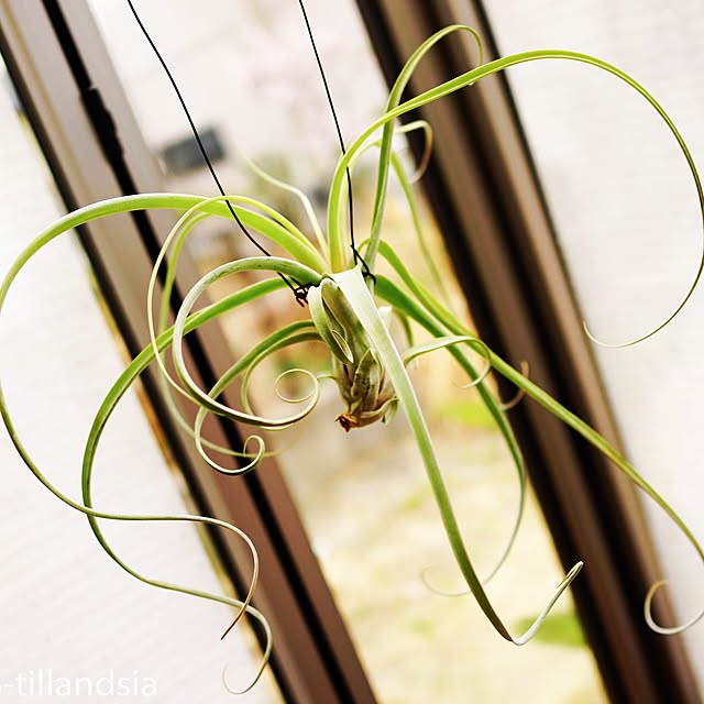 S-Tillandsiaさんの実例写真