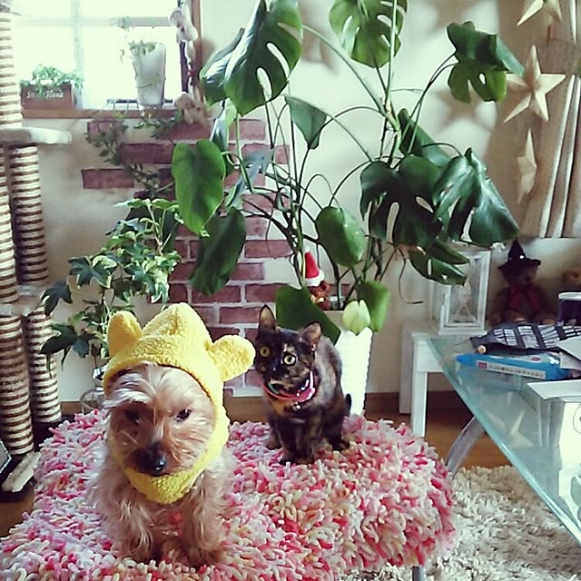 mcomcoさんの実例写真