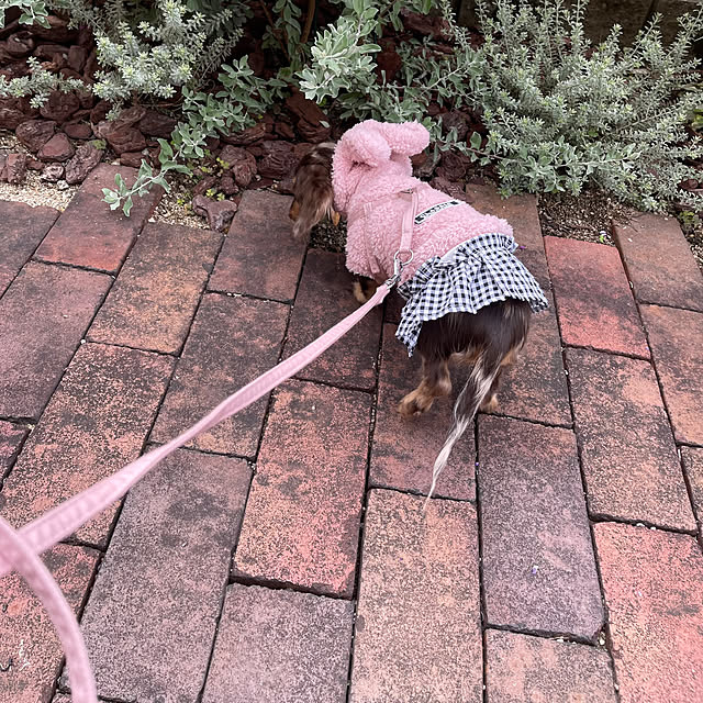 choco-curiさんの部屋