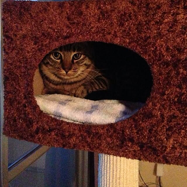HouQさんの実例写真