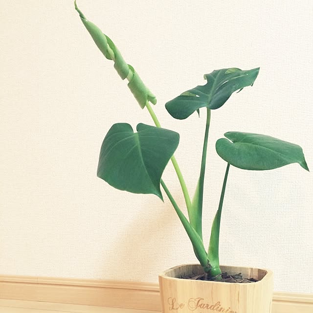 namnaoさんの実例写真