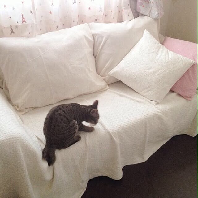 u_sa_giさんの実例写真