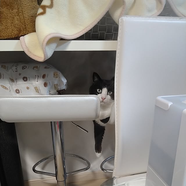 koromaroさんの実例写真