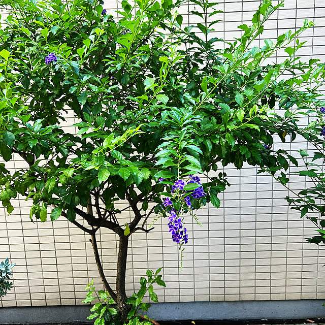 happy-sachiさんの実例写真