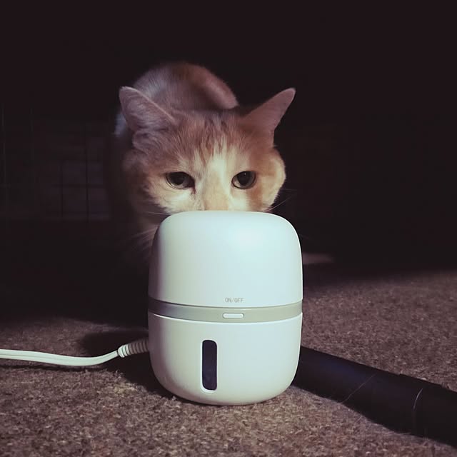 kobakissaさんの部屋