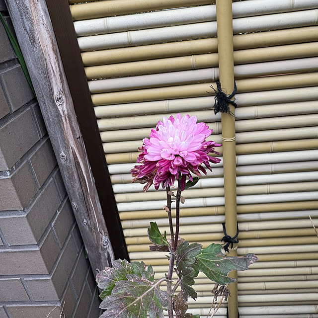 mamizaさんの部屋