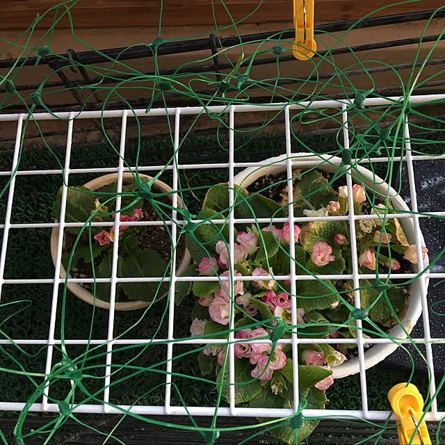 Sakura_hanaさんの実例写真