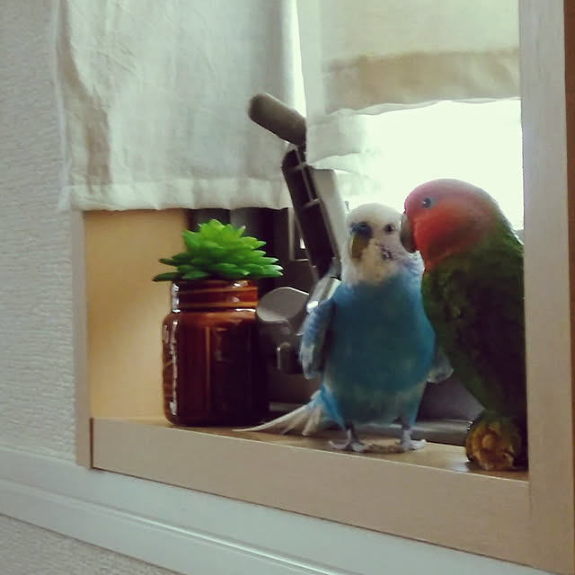 toratanさんの実例写真