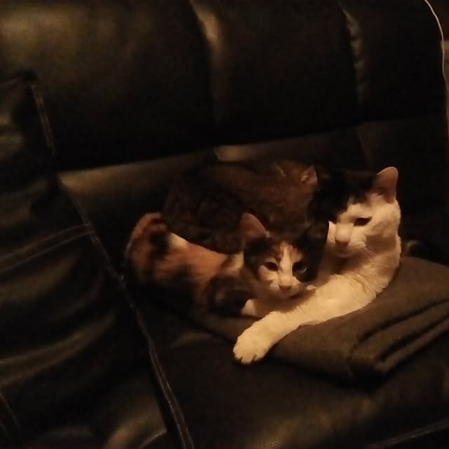 catloveさんの実例写真