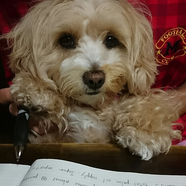 makaronさんの実例写真