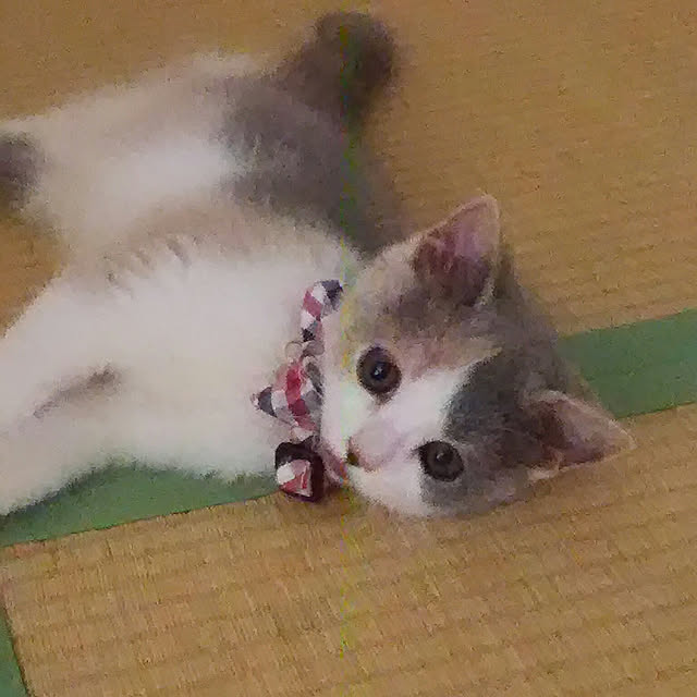 2006jsyさんの実例写真