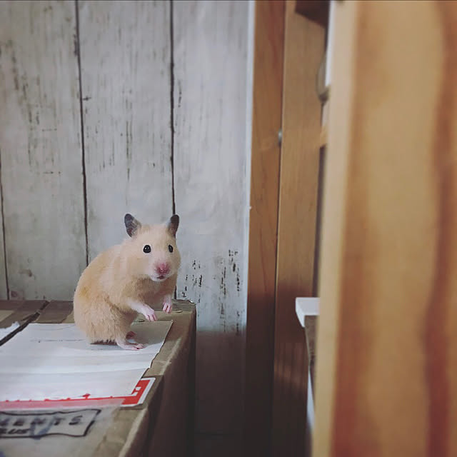 emiさんの実例写真