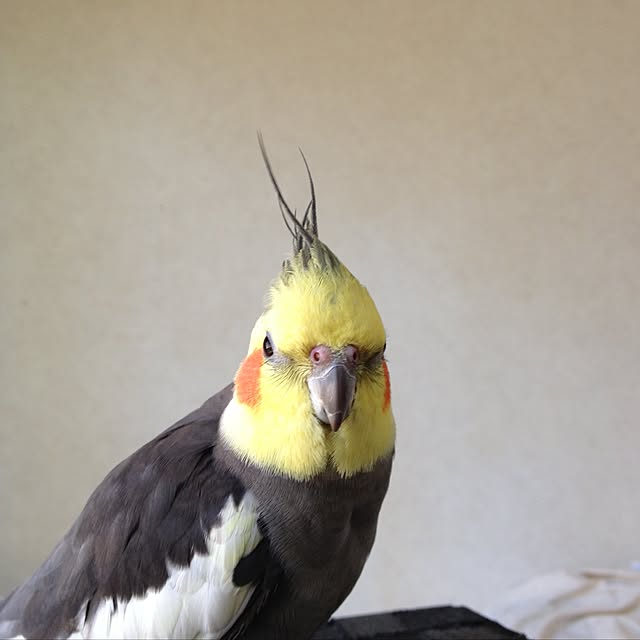 Colineさんの実例写真