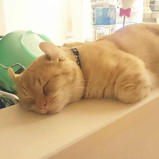 tomoさんの実例写真