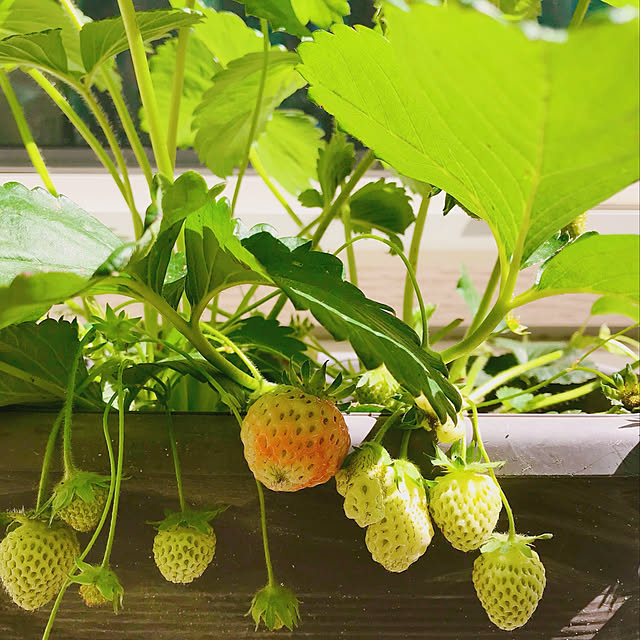 harvestさんの実例写真