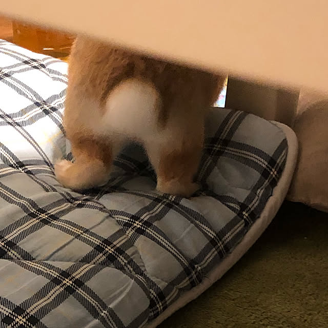 pikarunさんの実例写真