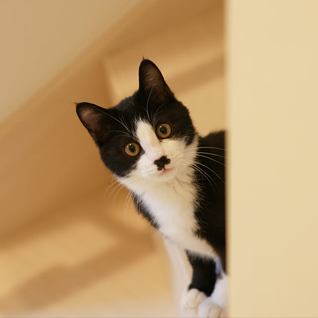 保護猫と暮らす/部屋全体のインテリア実例 - 2020-05-24 19:50:19