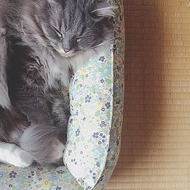 mii-tanさんの実例写真