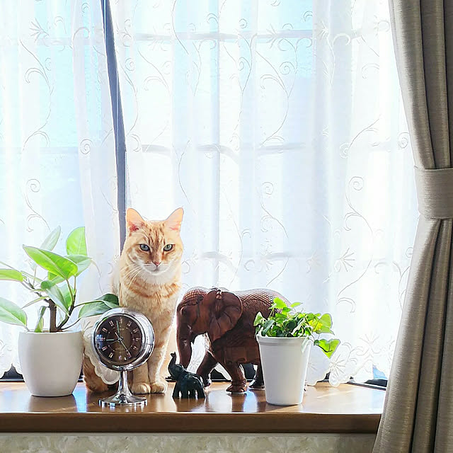 Tomoko.pndさんの実例写真