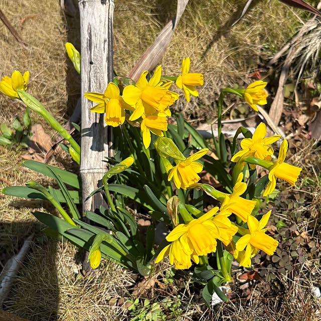 nannoさんの部屋