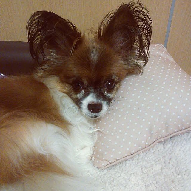 o_dinさんの実例写真