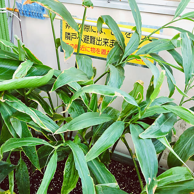 hanachanさんの部屋