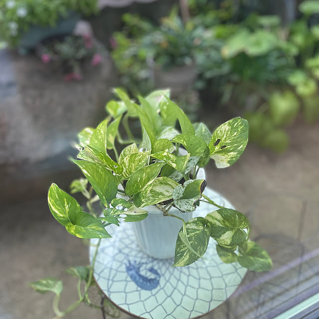 buchiさんの部屋