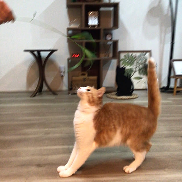 houenさんの部屋