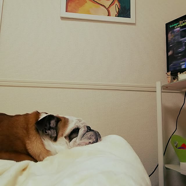 panchobiさんの実例写真