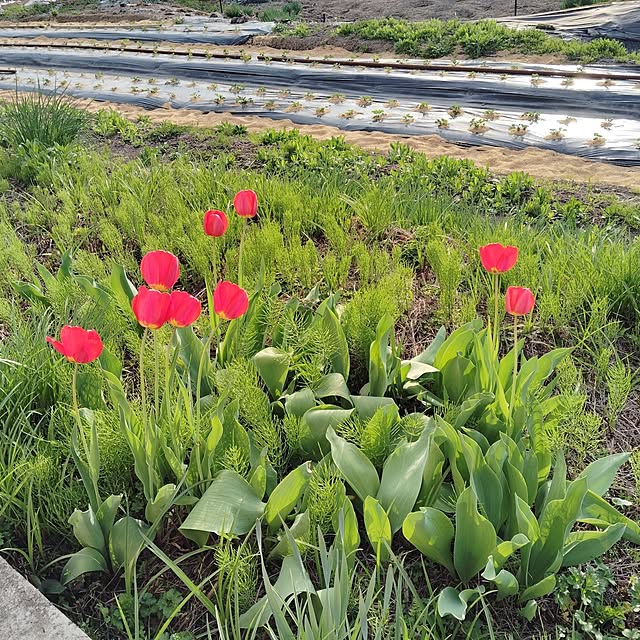 aoinokimiさんの実例写真