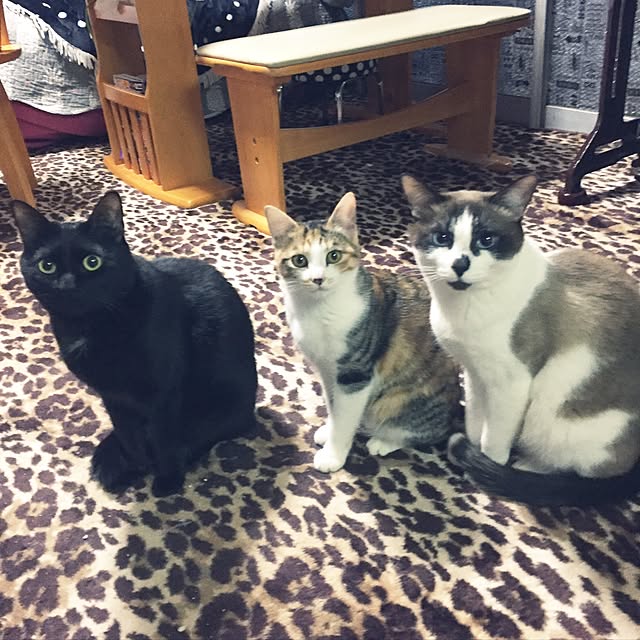vivienne.coco-keiさんの実例写真