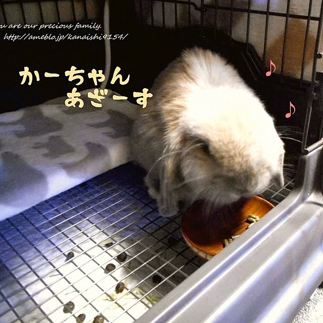 wa-ga-yaさんの実例写真