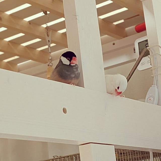 escargotさんの実例写真