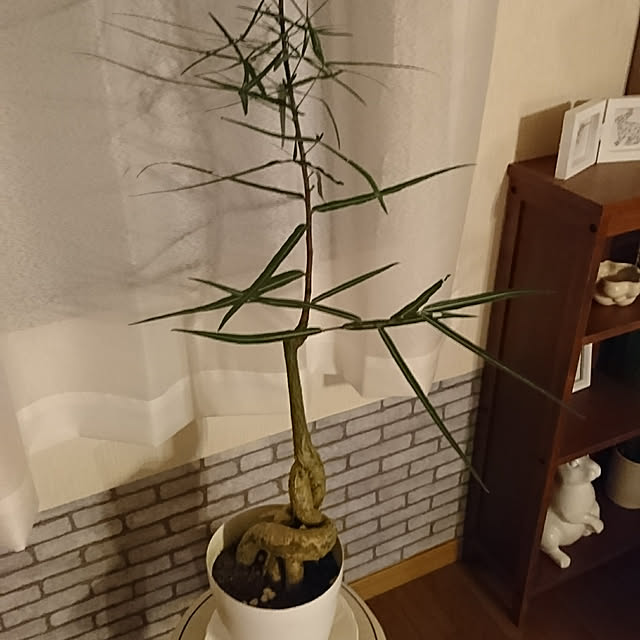 Matsu62さんの実例写真
