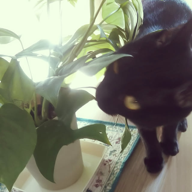 yucchiさんの実例写真
