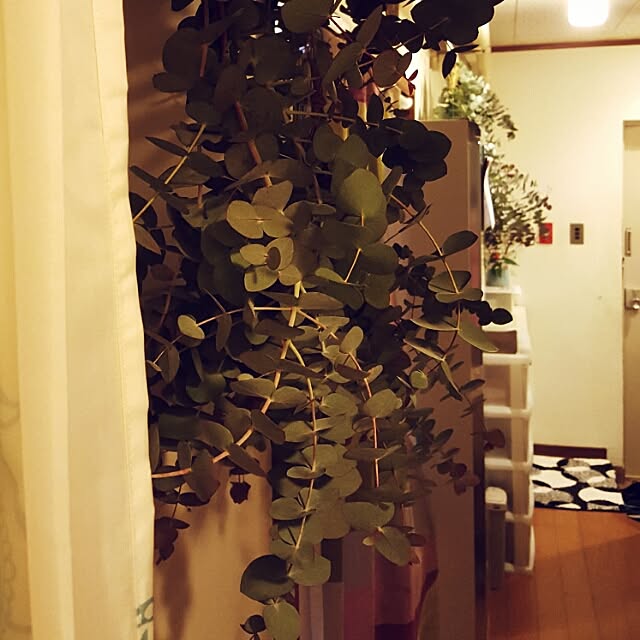 Mikaさんの実例写真