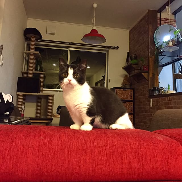 butachanさんの実例写真