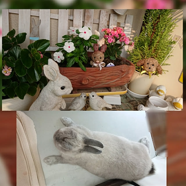 yokomokoさんの実例写真