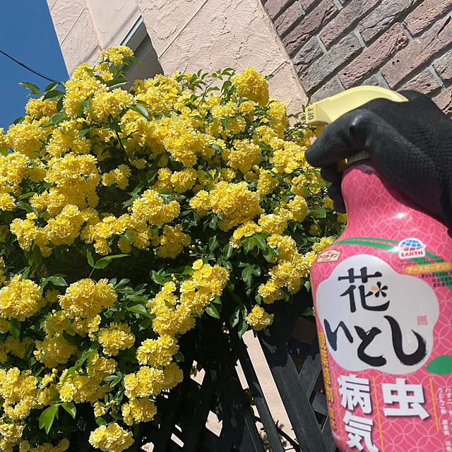 Megumiさんの実例写真