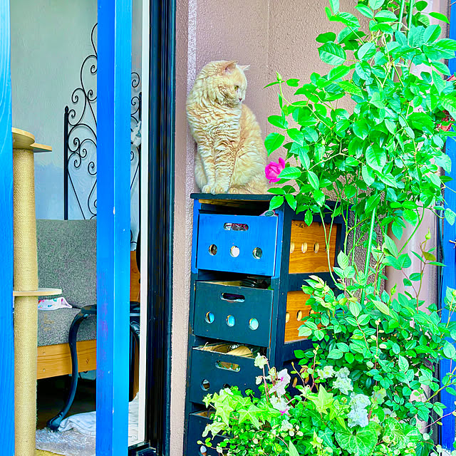 naokoさんの部屋