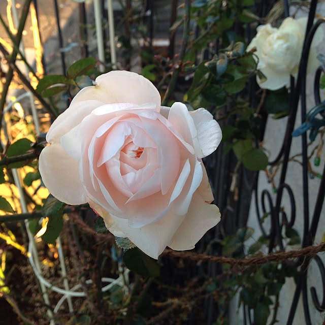 greenroseさんの実例写真