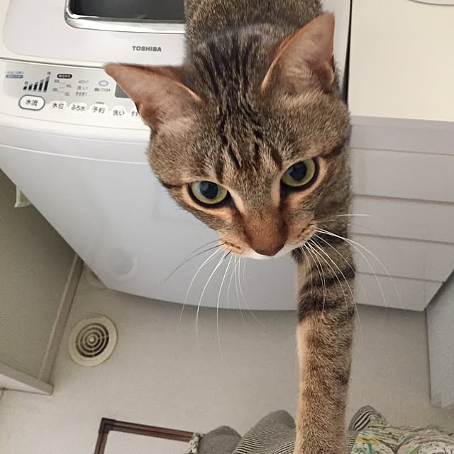 yuki0511さんの実例写真