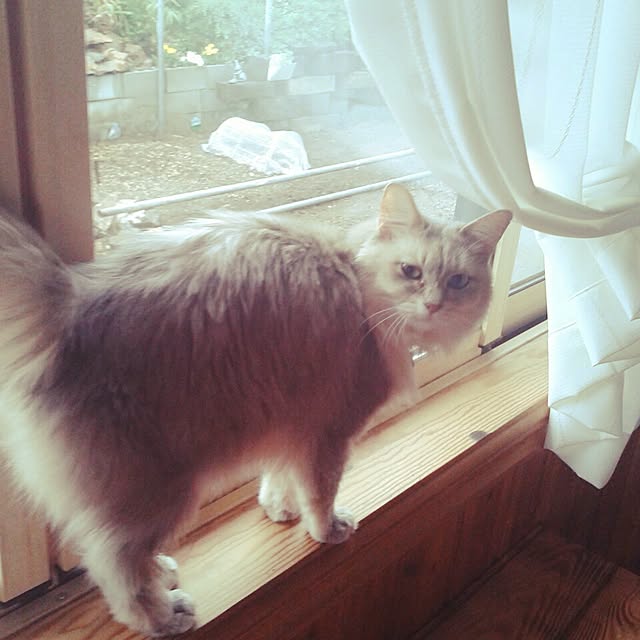 aiuekkoさんの実例写真