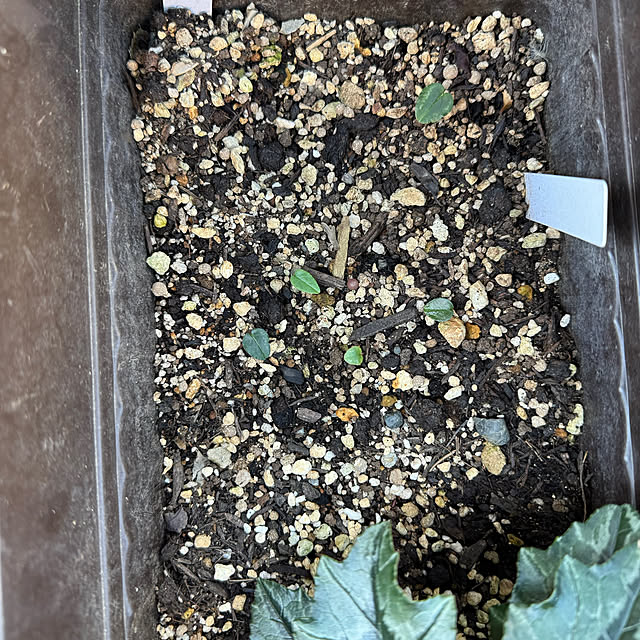 mamizaさんの部屋