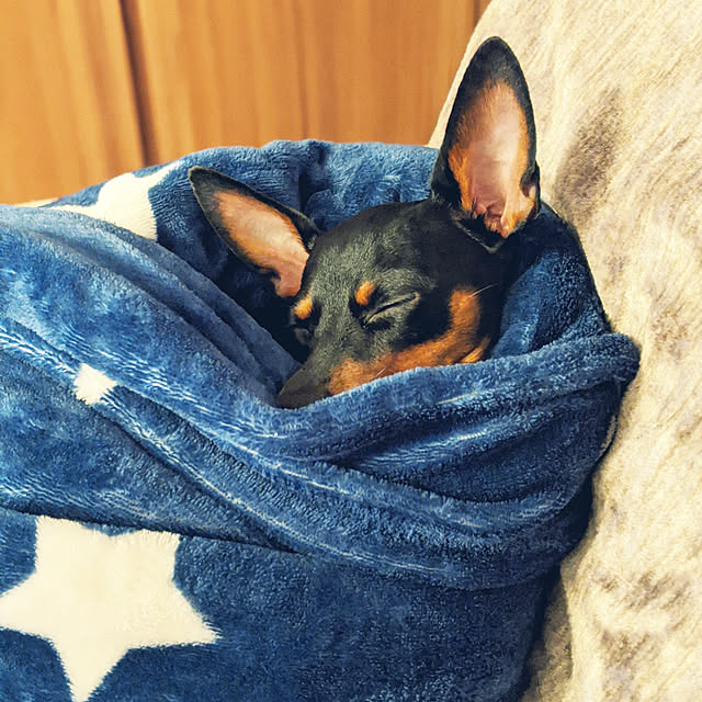 shizuponさんの実例写真