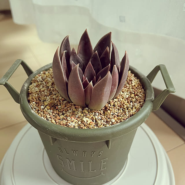 多肉植物/カフェ風/リビングのインテリア実例 - 2023-05-14 13:38:27