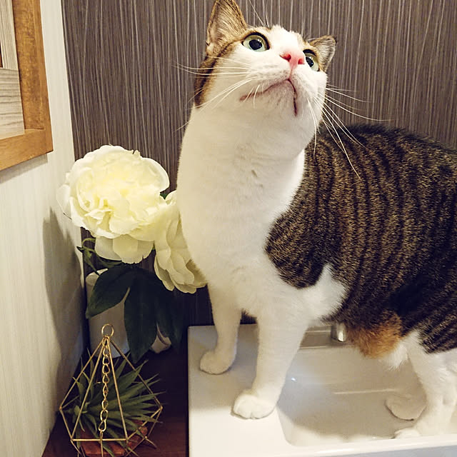nachiさんの実例写真