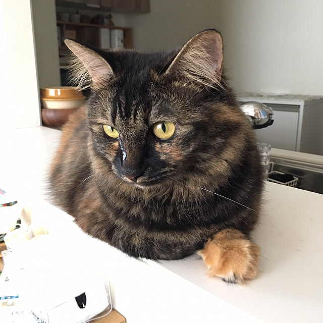 mikomaruさんの実例写真